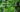 Unlock Nature's Power: Grenera's Premium Moringa Oleifera Products