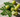 Daily Amla Moringa Blend - A Simple Habit with Powerful