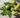 Daily Amla Moringa Blend - A Simple Habit with Powerful