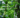 Unlock Nature's Power: Grenera's Premium Moringa Oleifera Products