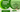 🌿 Organic Moringa Farming in India – A Profitable and Sustainable Practice