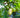 Best Time to Take Noni Juice