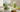 how much moringa powder should i take daily