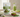 how much moringa powder should i take daily