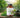 How to Use Moringa Spirulina Tablets: A Convenient Blend of Moringa and Spirulina