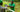 Moringa: The Root of Grenera’s Global Wellness Mission
