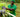 Moringa: The Root of Grenera’s Global Wellness Mission