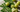 Daily Amla Moringa Blend - A Simple Habit with Powerful