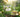 How to Drink Moringa Green Tea Daily? - Easy Home Preparation Guide