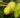 Why Choose Grenera Noni Juice for Your Daily Routine?