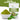 Moringa Powder